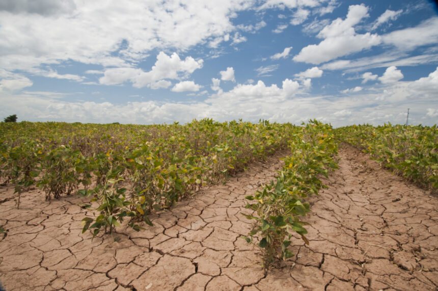 Drought Affect on soybeans in Texas